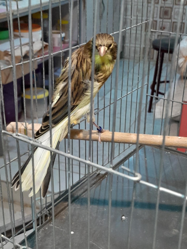 عکس قناری کوروش