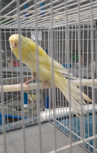 عکس قناری کوروش