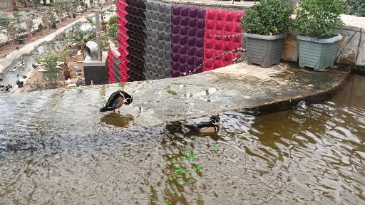 عکس باغ سرپوشیده پرندگان گرمسیری