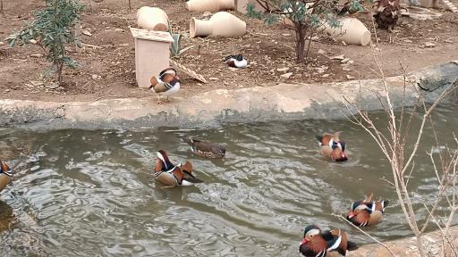 عکس باغ سرپوشیده پرندگان گرمسیری