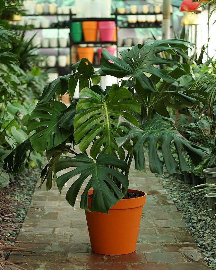 عکس کلبه سبز مهسا