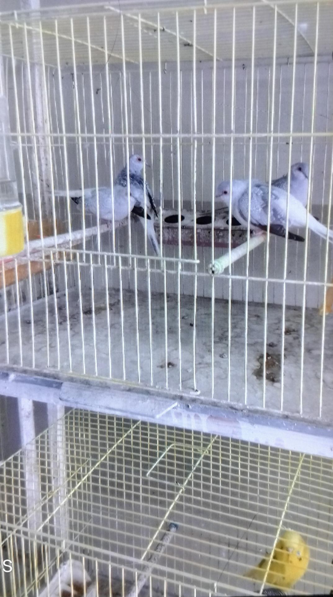 عکس دنیای پرنده