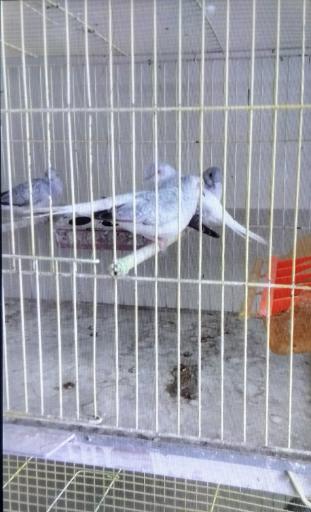 عکس دنیای پرنده