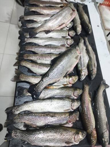 عکس پارسی غذا