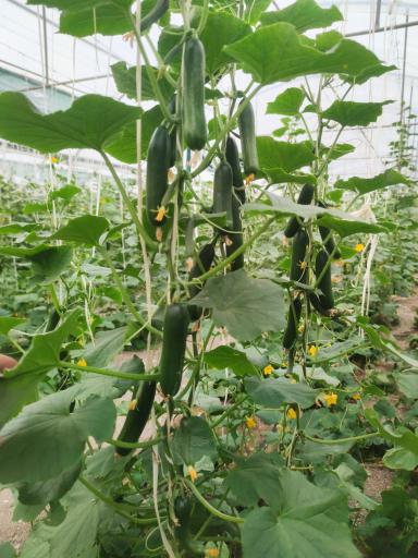 عکس مجموعه گردشگری کشاورزی باغ به