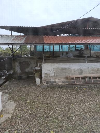 عکس پرورش ماهی مرادیان