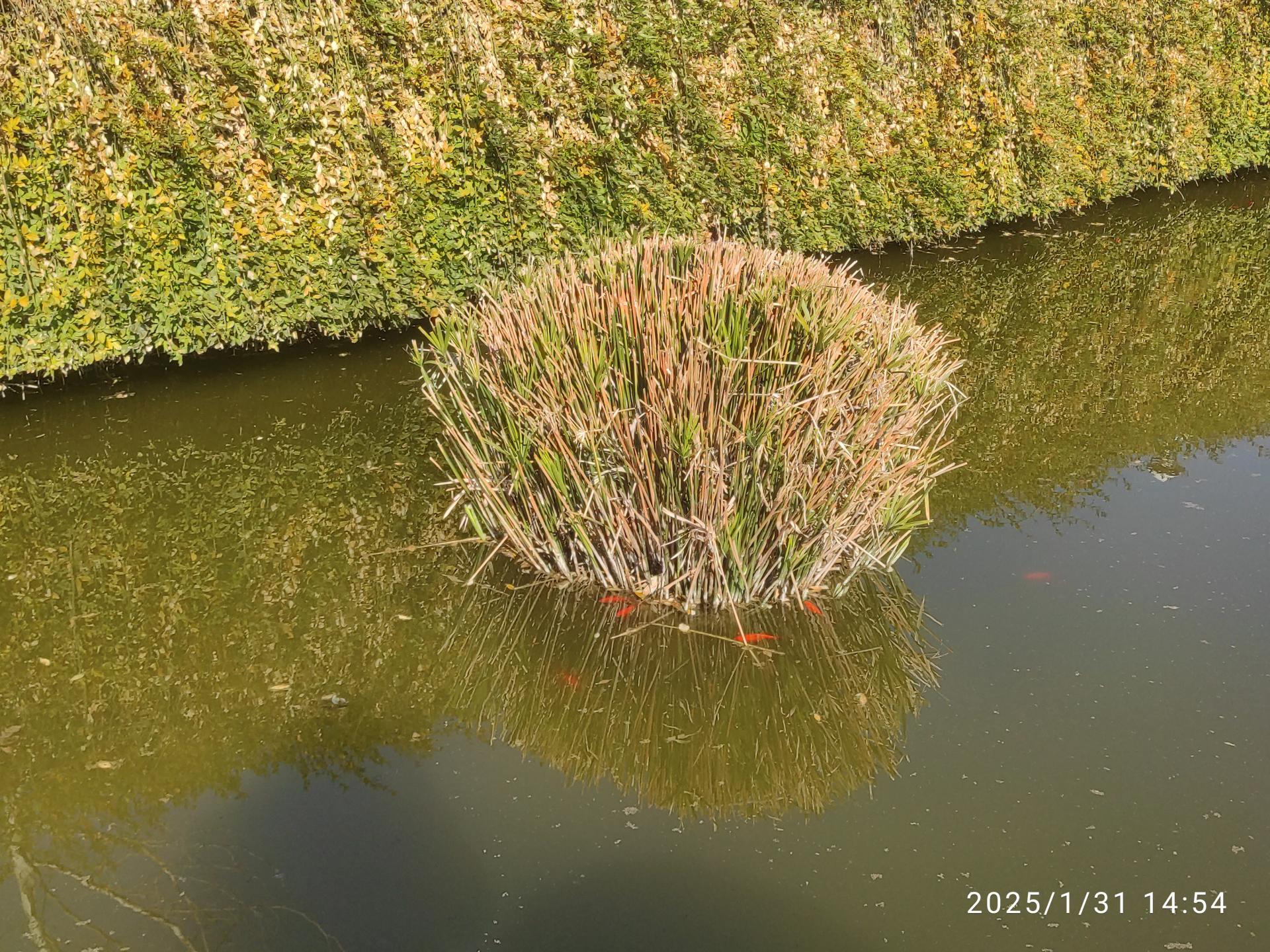 عکس برکه بوستان شهروند