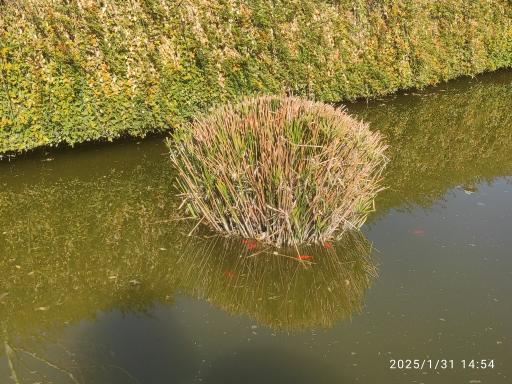 عکس برکه بوستان شهروند