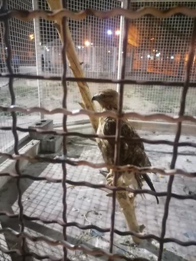 عکس باغ پرندگان و باغ وحش کاجستان