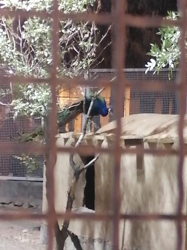 عکس باغ پرندگان و باغ وحش کاجستان