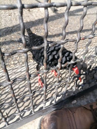 عکس باغ پرندگان و باغ وحش کاجستان