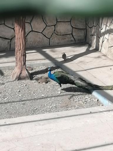 عکس باغ پرندگان و باغ وحش کاجستان