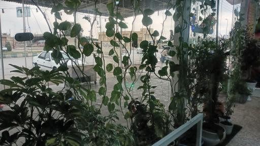 عکس کباب سرای سعید 