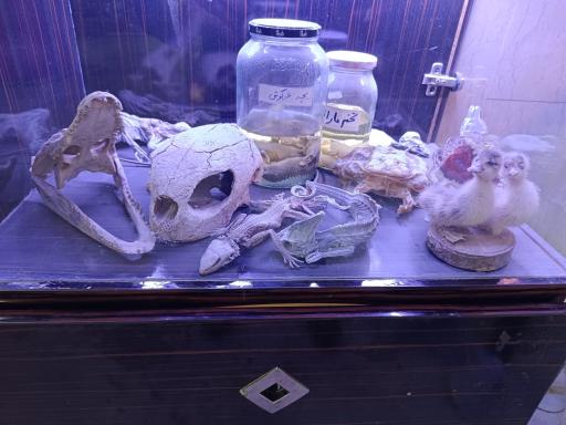 عکس نمایشگاه مارهای زنده