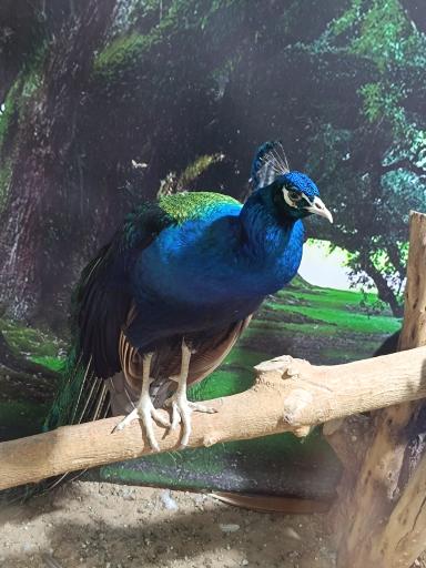 عکس نمایشگاه مارهای زنده