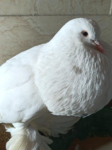 عکس نمایشگاه مارهای زنده