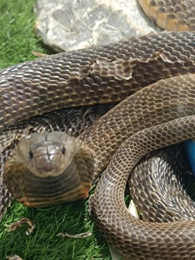 عکس نمایشگاه مارهای زنده