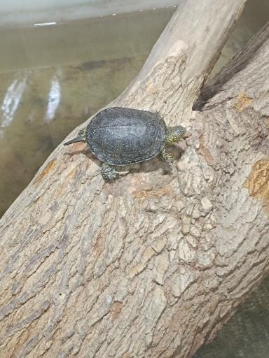 عکس نمایشگاه مارهای زنده