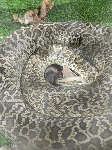 عکس نمایشگاه مارهای زنده