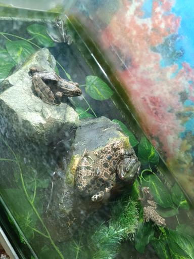 عکس نمایشگاه مارهای زنده