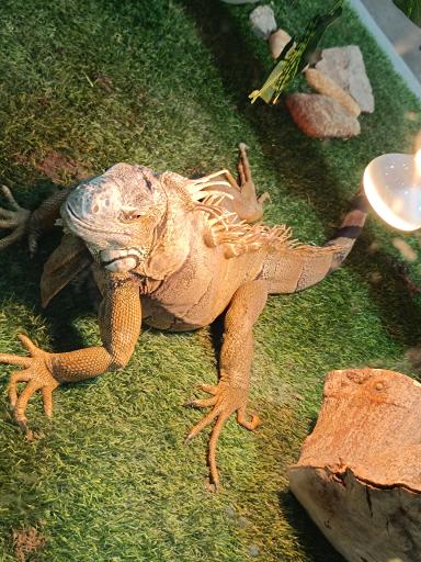 عکس نمایشگاه مارهای زنده