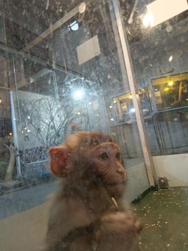 عکس نمایشگاه مارهای زنده