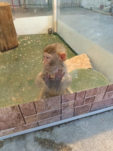 عکس نمایشگاه مارهای زنده