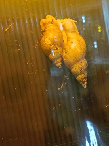 عکس نمایشگاه مارهای زنده