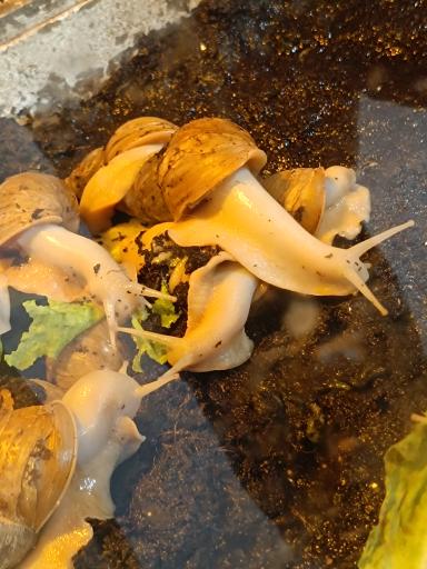 عکس نمایشگاه مارهای زنده