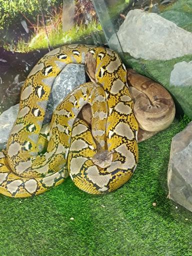 عکس نمایشگاه مارهای زنده