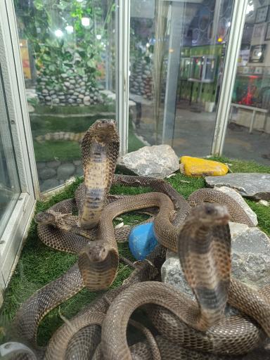 عکس نمایشگاه مارهای زنده