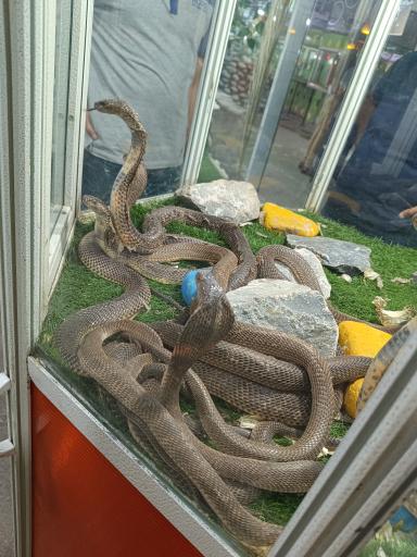 عکس نمایشگاه مارهای زنده