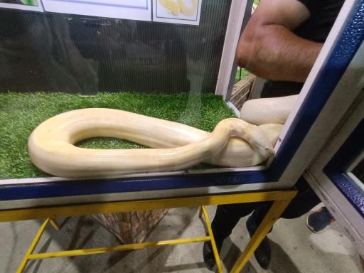 عکس نمایشگاه مارهای زنده