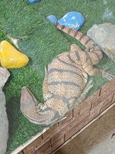 عکس نمایشگاه مارهای زنده