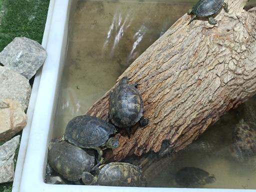 عکس نمایشگاه مارهای زنده