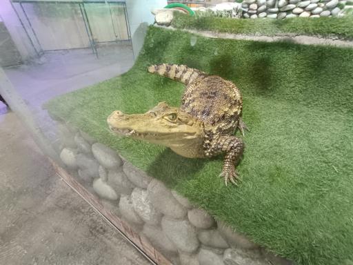 عکس نمایشگاه مارهای زنده