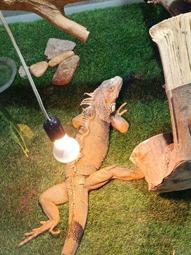 عکس نمایشگاه مارهای زنده