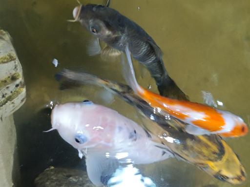 عکس نمایشگاه مارهای زنده