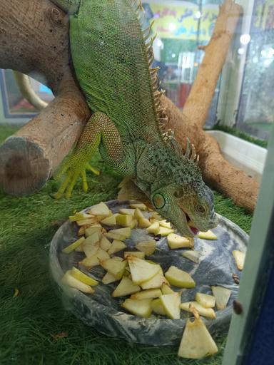 عکس نمایشگاه مارهای زنده