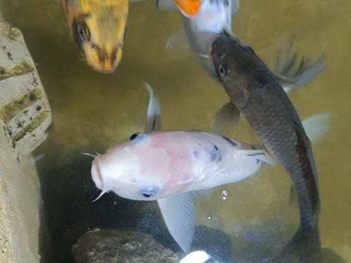 عکس نمایشگاه مارهای زنده