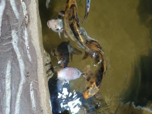 عکس نمایشگاه مارهای زنده