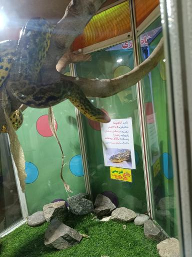 عکس نمایشگاه مارهای زنده