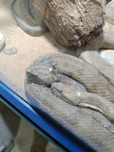 عکس نمایشگاه مارهای زنده