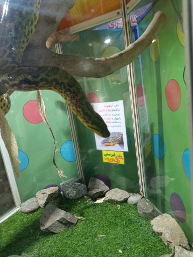عکس نمایشگاه مارهای زنده