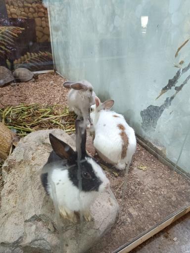 عکس نمایشگاه مارهای زنده