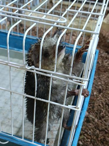 عکس نمایشگاه مارهای زنده