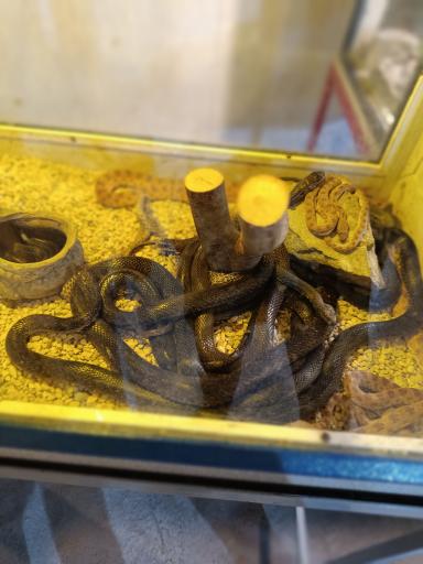 عکس نمایشگاه مارهای زنده