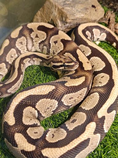 عکس نمایشگاه مارهای زنده