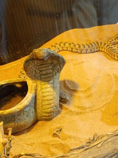 عکس نمایشگاه مارهای زنده