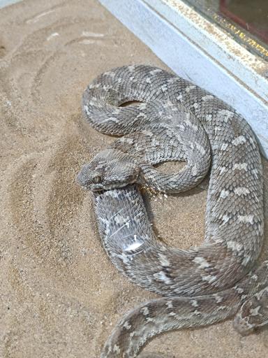 عکس نمایشگاه مارهای زنده